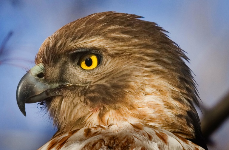 Red Tail Hawk